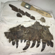 An upper jaw of Teratophoneus, found at the “Rainbows and Unicorns Quarry” in Utah.
